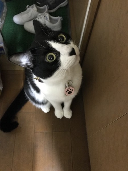 猫 雑種（ミックス） どんさんの写真