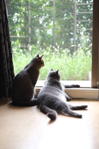 猫 雑種（ミックス） なつ＆ゆずの写真