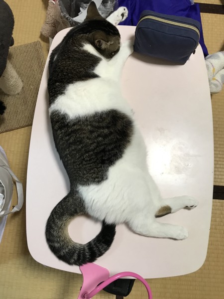 猫 マンチカン ちー坊の写真