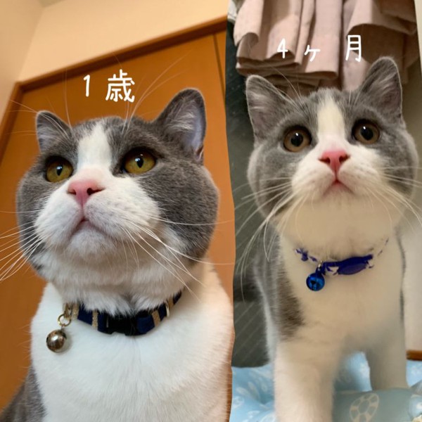 猫 ブリティッシュショートヘア そらの写真