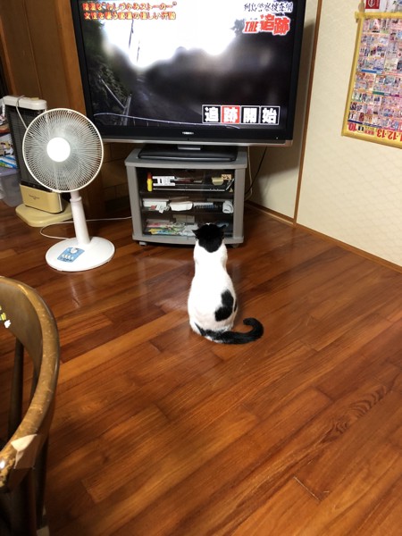 猫 ミックス シロ君の写真