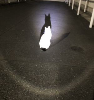 猫 雑種（ミックス） ニャンコ先生の写真