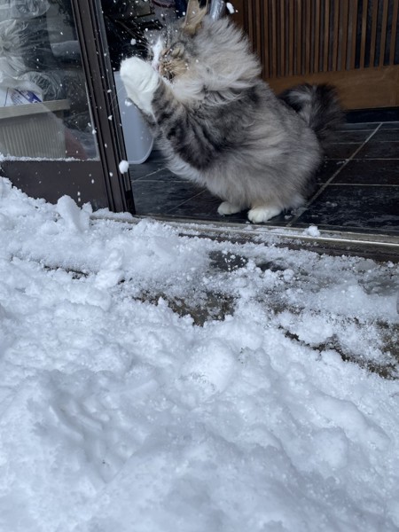 猫 ノルウェージャンフォレストキャット プルの写真