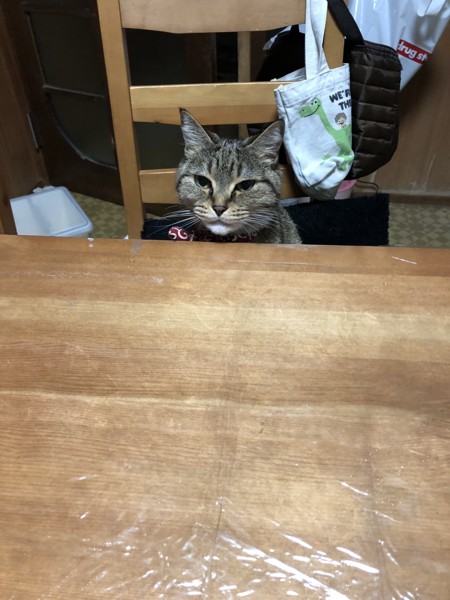 猫 MIX ポテトの写真