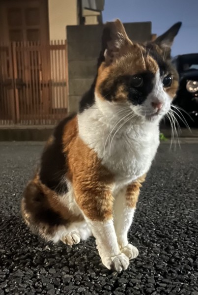 猫 三毛猫 シッポちゃんの写真