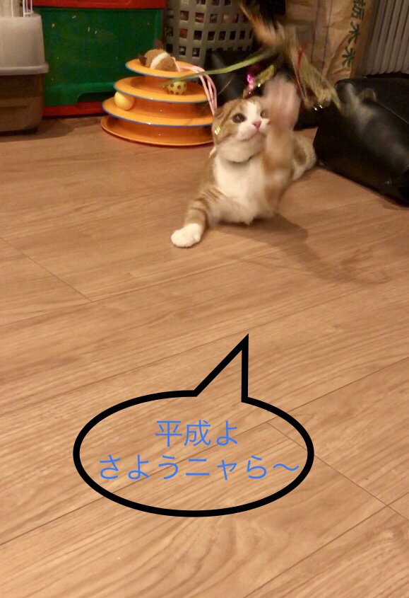 猫 スコティッシュフォールド ヒメちゃんの写真