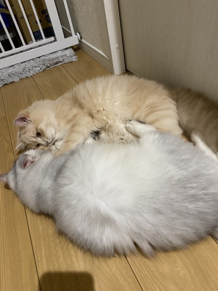 猫 セルカークレックス ノアとメルルの写真