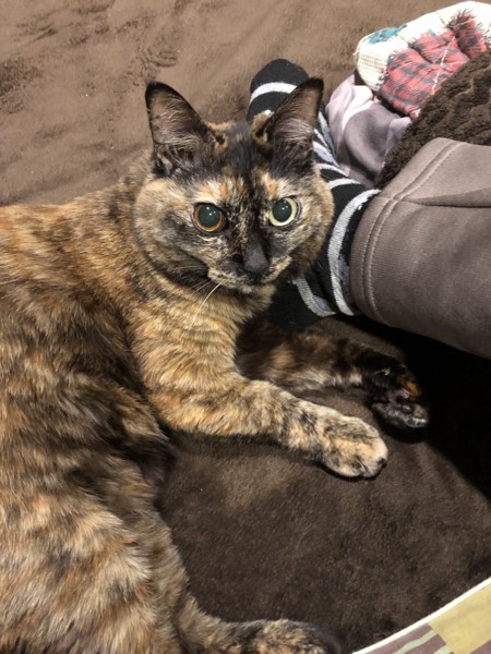 猫 サビ猫 ポンちゃんの写真