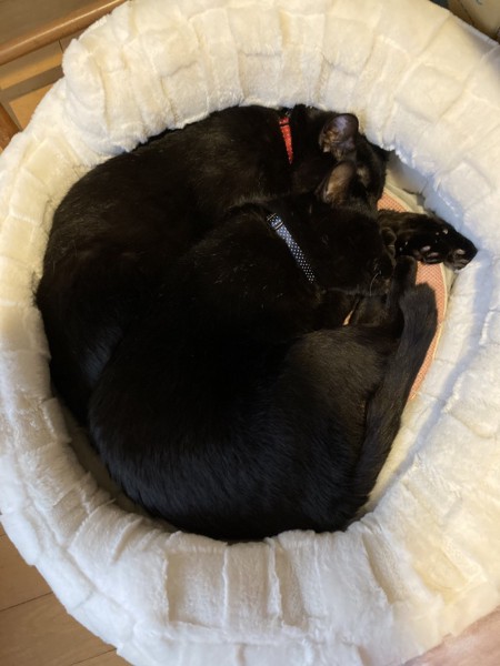 猫 黒猫 クロロとマイケルの写真