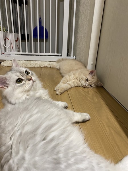 猫 セルカークレックス ノアとメルルの写真