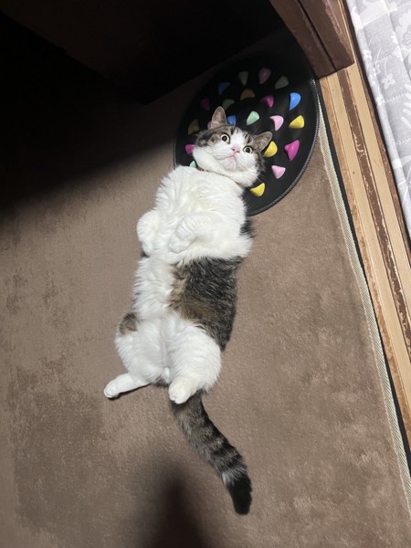 猫 スコティッシュフォールド とおふの写真