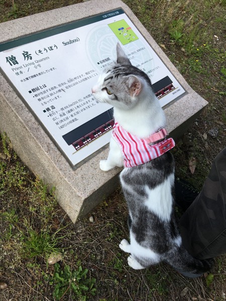 猫 サバシロ もーしゃんの写真