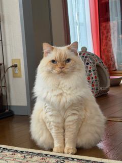 猫 ヒマラヤン ロッキーの写真