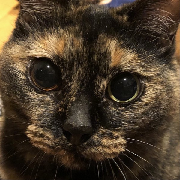 猫 サビ猫 ポンちゃんの写真