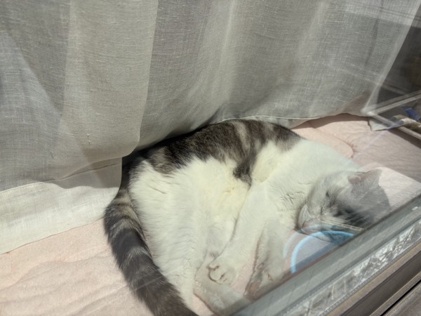 猫 サバシロ もーしゃんの写真