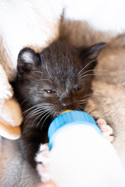 ミルクを飲む黒猫