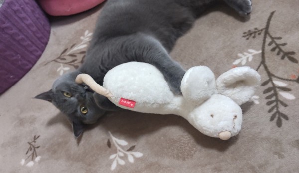 猫 ブリティッシュショートヘア しらべの写真