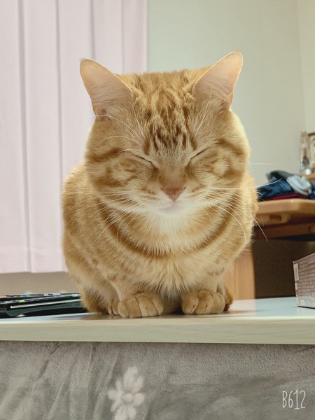 猫 マンチカン バロン‪❤︎‬‪の写真