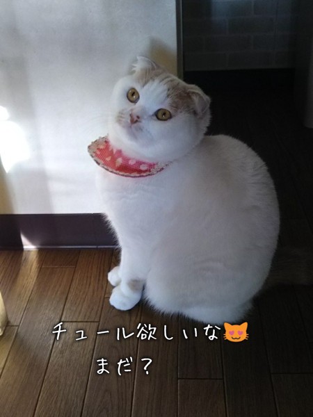 猫 スコティッシュフォールド マリモちゃんの写真