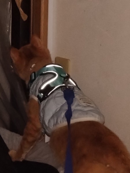 猫 茶トラ りんの写真