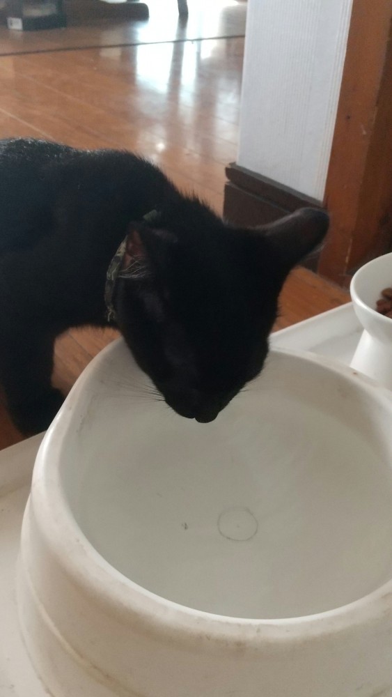 猫 黒猫 黒豆の写真