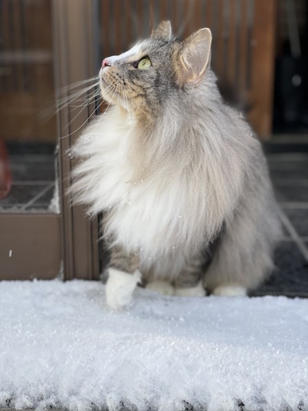 猫 ノルウェージャンフォレストキャット プルの写真