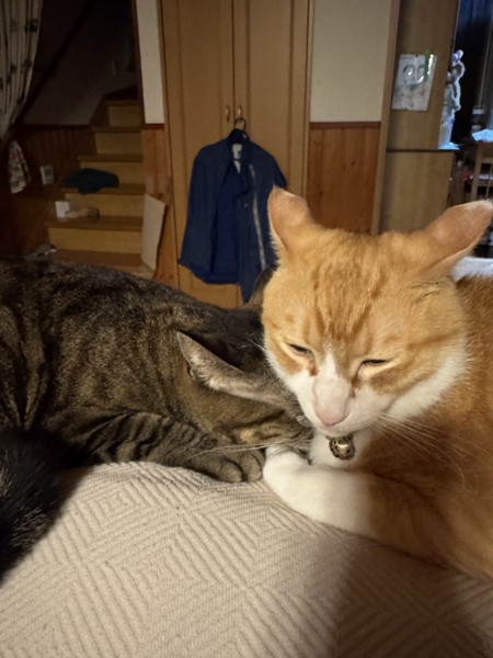 猫 茶白トラ たまちゃんの写真