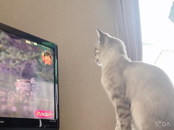 猫 雑種（ミックス） 花ちゃん❤️の写真