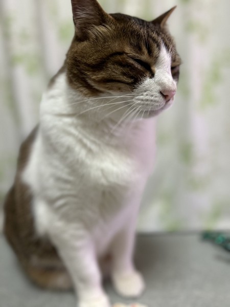 猫 キジシロ ノキアの写真