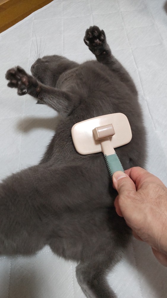 猫 ブリティッシュショートヘア しらべの写真