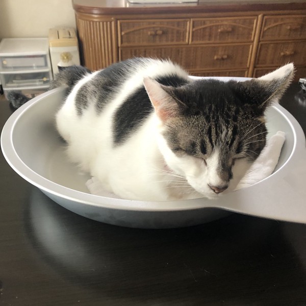 猫 雑種（ミックス） ラブの写真