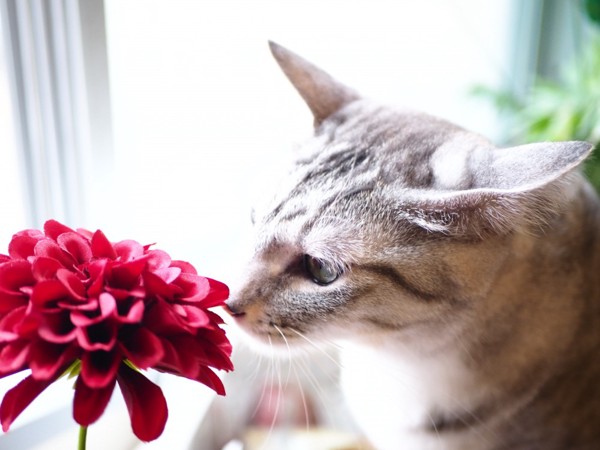 猫 サバトラ 景（カゲ）の写真