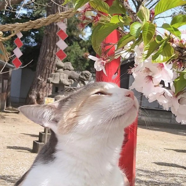 猫 三毛猫 ももの写真