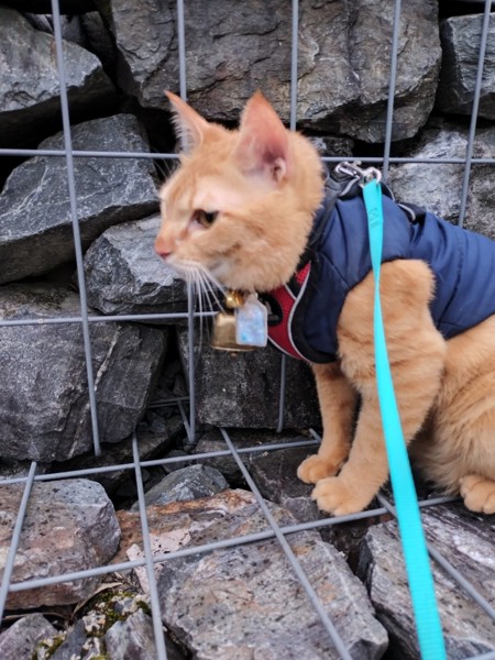 猫 茶トラ りんの写真