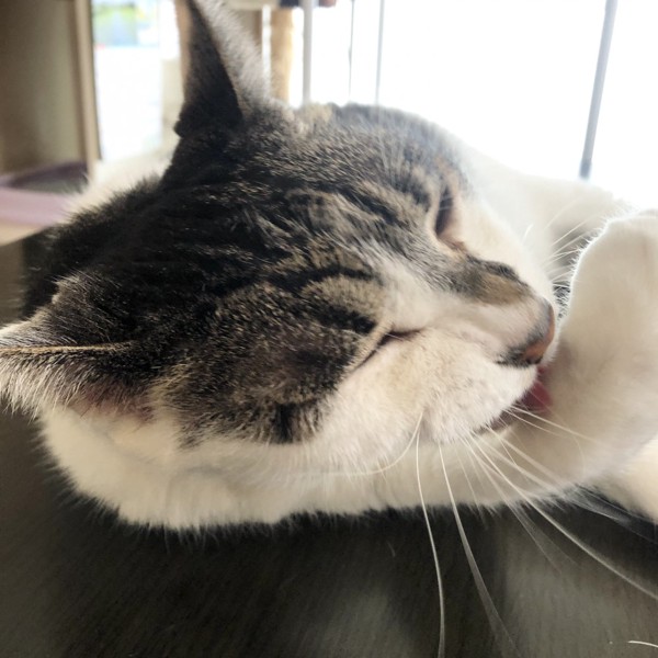 猫 雑種（ミックス） ラブの写真