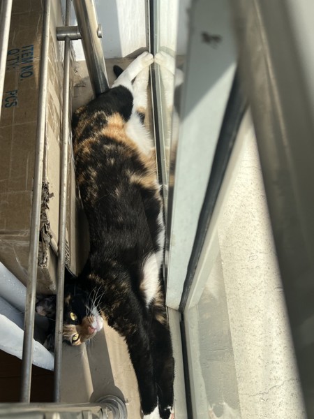 猫 雑種（ミックス） 小麦の写真