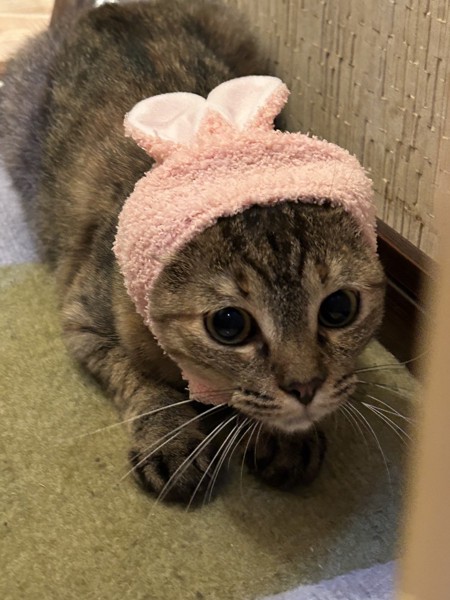猫 雑種（ミックス） メイの写真