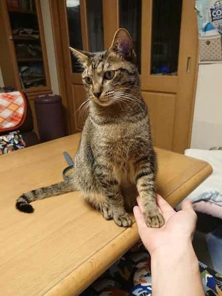 猫 雑種（ミックス） セナの写真