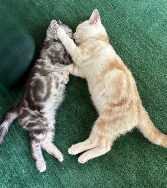 猫 アメリカンショートヘア ソルの写真