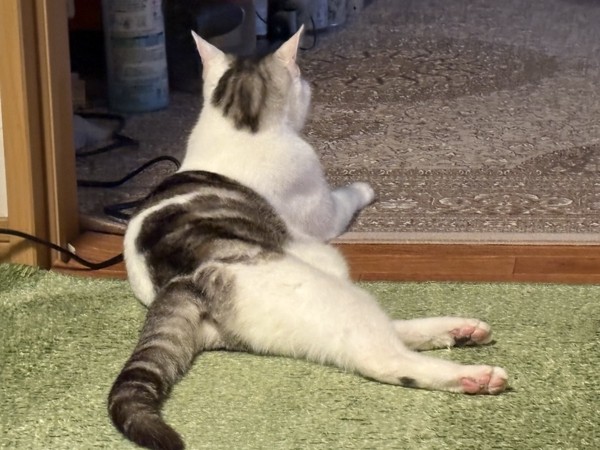 猫 サバシロ もーしゃんの写真