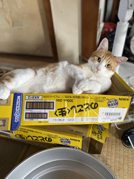 猫 茶白トラ ミモの写真