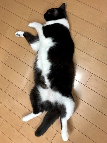 猫 黒ブチ さぬきの写真