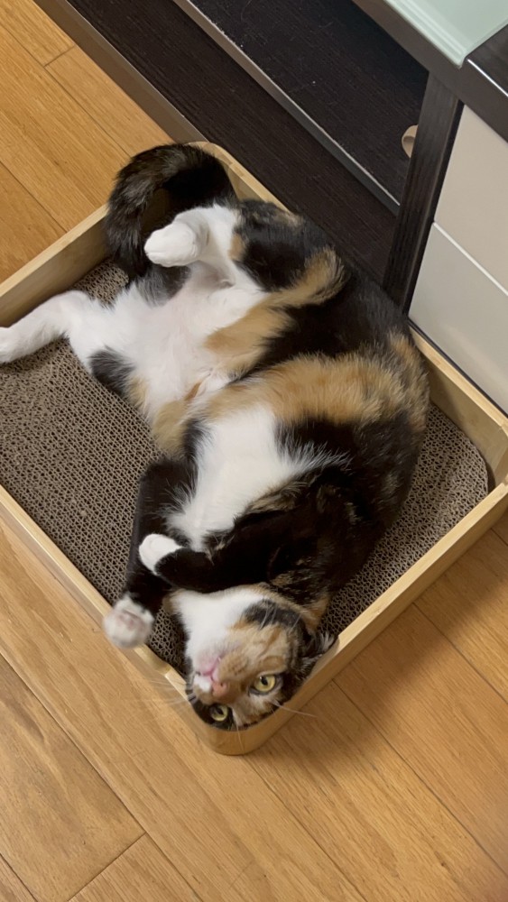 猫 三毛サビ 小麦ちゃんの写真