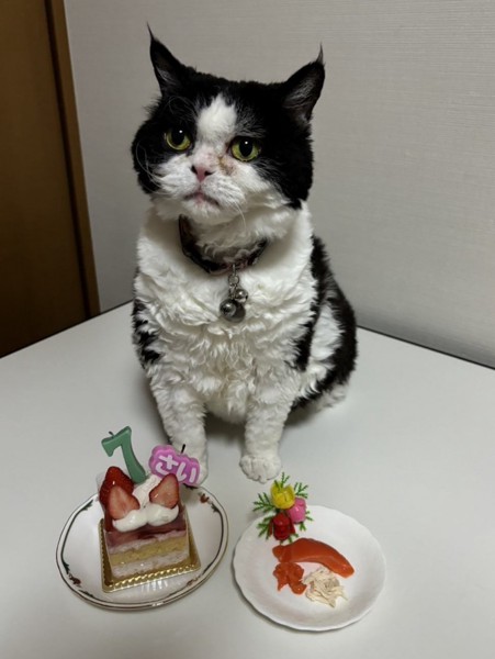 猫 セルカークレックス ランの写真