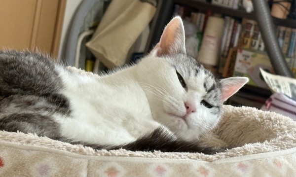 猫 サバシロ もーしゃんの写真