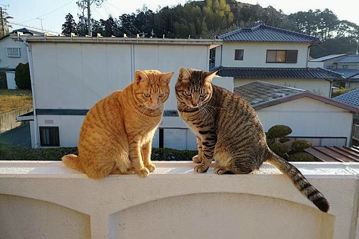 猫 雑種（ミックス） 茶太郎&ジュニアの写真