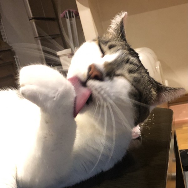 猫 雑種（ミックス） ラブの写真