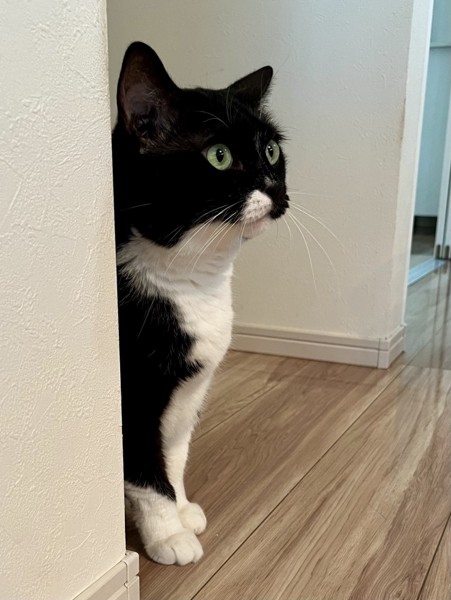 猫 黒ブチ さぬきの写真