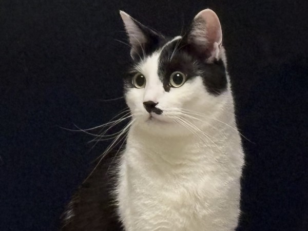 猫 雑種（ミックス） ぺロちゃんの写真