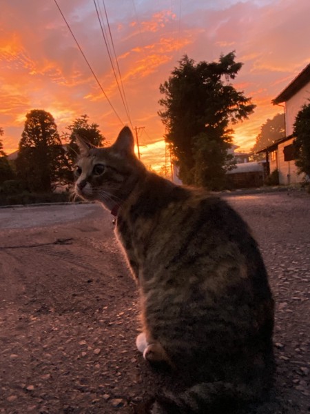 猫 雑種 たまの写真